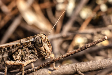 Macro Close Up Photography of an Italian Grasshopper Calliptamus italicus