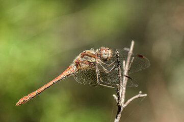 Dragonflies Macro photography in the countryside of Sardinia Italy