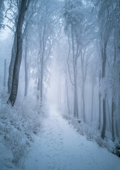 Weg durch den Winterwald