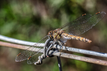 Dragonflies Macro photography in the countryside of Sardinia Italy