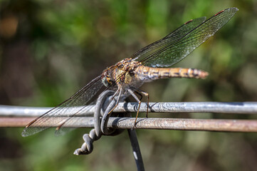 Dragonflies Macro photography in the countryside of Sardinia Italy
