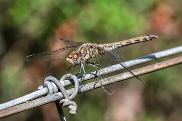 Dragonflies Macro photography in the countryside of Sardinia Italy