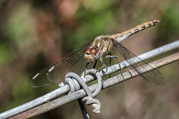 Dragonflies Macro photography in the countryside of Sardinia Italy