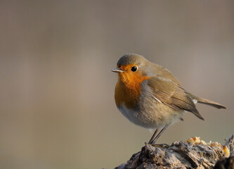 Obraz premium Rotkehlchen, Erithacus rubecula