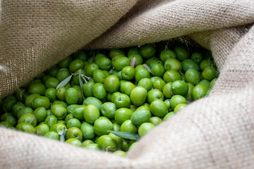 green olives in a sack © Beppe.G