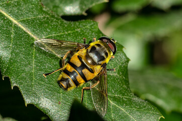 Close Up Macro Photography of a Hoverfly