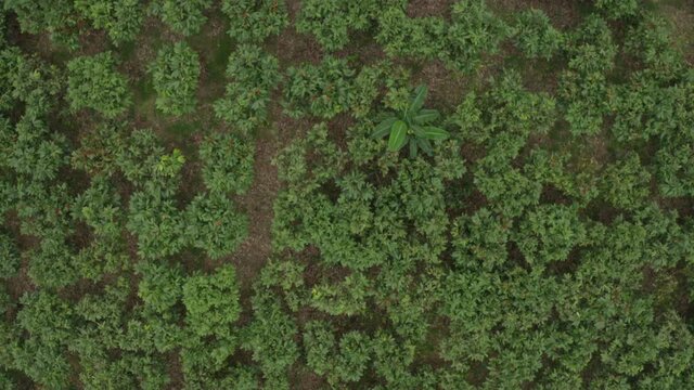 Aerial footage; top down view of a cacao plantation showing the many trees intercropped with a few bananatrees
