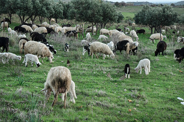 Obraz premium Sheep photographed grazing the grass