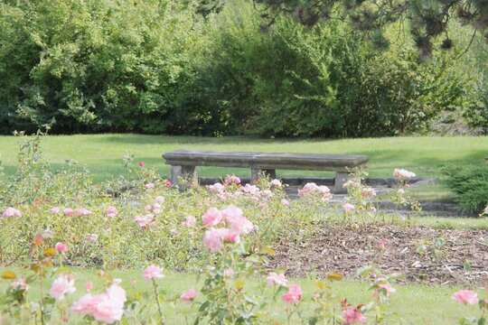 bench in rose garden in lidice, czech republic