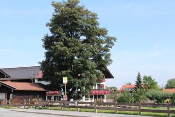 Hoher Baum vor einem traditionellen Gebäude im Zentrum von Bad Wiessee in Bayern