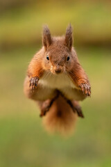 Red Squirrel (Sciurus vulgaris) wild animal in Yorkshire England