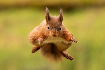Red Squirrel (Sciurus vulgaris) wild animal in Yorkshire England