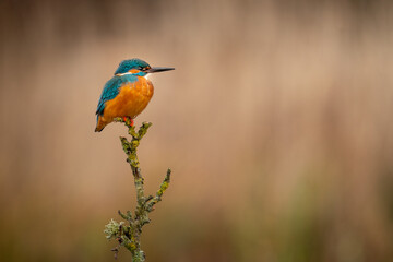 Kingfisher (Alcedo atthis) European wild bird against an autumnal background