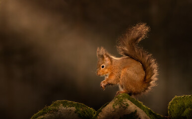 Red Squirrel (Sciurus vulgaris) wild animal in Yorkshire England