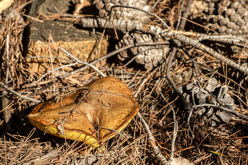 Macro close up shot of mushrooms and undergrowth in nature