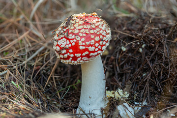 Amanita muscaria growing out of the ground in a bishop pine tree forest