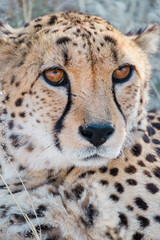 Cheetah Conservation Fund