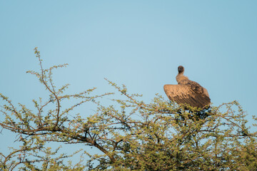 Weißrückengeier im Abendlicht