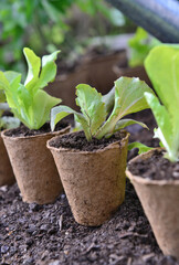 lettuce seedling growing in a peat pot and ready to be planted in garden