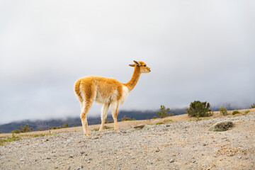 Vicuna in an arid Andes altiplano, Ecuador, with copy space