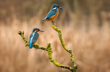 Male and Female Kingfisher ( Alcedo atthis) pair perched against an autumnal backdrop. 