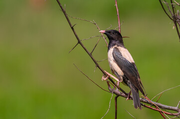 Rosy starling, Sturnus roseus, Pastor roseus. The bird sits on the branches of a thorny bush on a green background