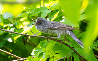 Barred warbler, Sylvia nisoria. A male bird peeps out of the bush
