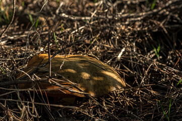 Macro close up shot of mushrooms and undergrowth in nature