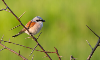 Red-backed shrike, Lanius collurio. The male bird sits on a thorny bush among large thorns