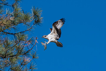 Osprey (Pandion haliaetus) With Fresh Rainbow Trout Catch