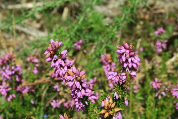 Culluna vulgaris