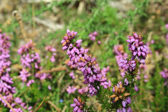 Flor de brezo
