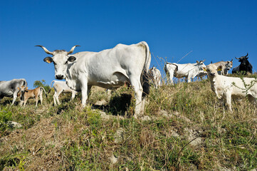 Podolica cow, Calabria, Italy, Europe