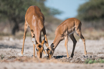Schwarznasen- Impala am Wasserloch
