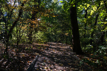 Obraz premium Empty Trail with Trees at the Hallett Nature Sanctuary in Central Park during Autumn in New York City
