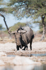 Obraz premium Ein Steifengnu wälzt sich im Schlamm