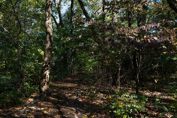 Empty Trail with Trees at the Hallett Nature Sanctuary in Central Park during Autumn in New York City