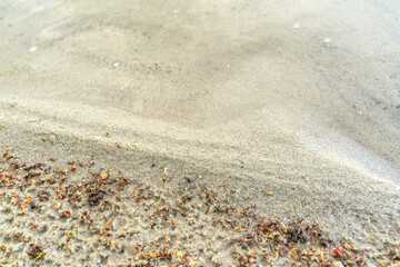 sandy shore of the lake, the border of the beach and water
