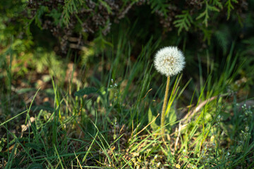 White dandelion grows in the forest