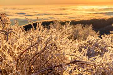 Founder's Vision Overlook - Sunrise above clouds and Blue Ridge Mountains with ice covered plants and trees
