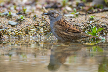 Heckenbraunelle (Prunella modularis)