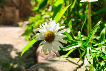 white daisy in the garden