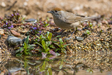 Mönchsgrasmücke (Sylvia atricapilla) Weibchen