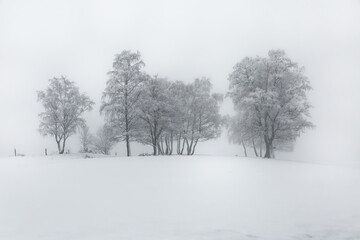 arbre en hiver 