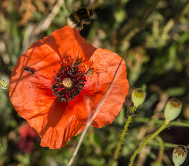 Coquelicot dans la lavande à Banon, France