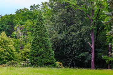 blooming time at the rhododendron park Kromlau, saxony, Germany