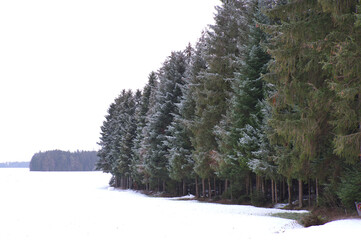 Waldrand...