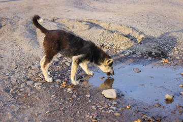 Young homeless dog drinks water from a puddle