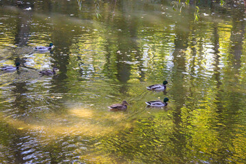 Autumn in the city park. Wild ducks swim in the river