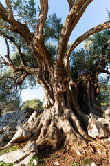 The most oldest olive trees in Croatia. Olive garden. Some of them are more then 1000 years old